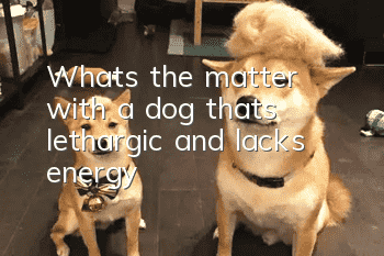 What’s the matter with a dog that’s lethargic and lacks energy?