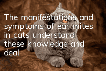 The manifestations and symptoms of ear mites in cats, understand these knowledge and deal with them easily!