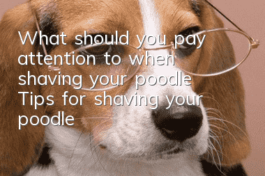 What should you pay attention to when shaving your poodle? Tips for shaving your poodle!