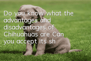 Do you know what the advantages and disadvantages of Chihuahuas are? Can you accept its shortcomings?