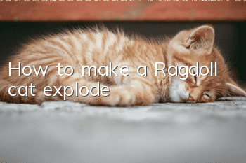 How to make a Ragdoll cat explode?