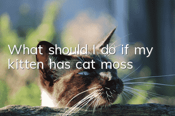 What should I do if my kitten has cat moss?