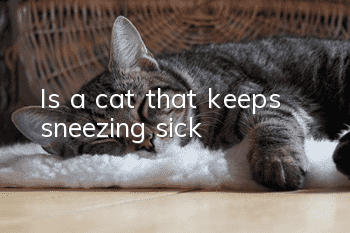 Is a cat that keeps sneezing sick?