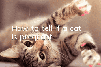 How to tell if a cat is pregnant?