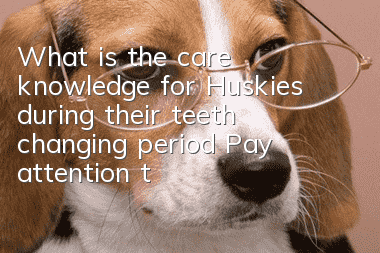 What is the care knowledge for Huskies during their teeth changing period? Pay attention to regular dental check-ups for your Husky!