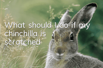 What should I do if my chinchilla is scratched?