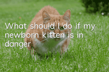 What should I do if my newborn kitten is in danger?