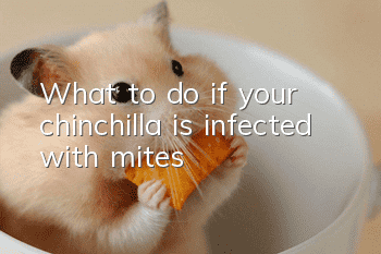 What to do if your chinchilla is infected with mites