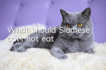 What should Siamese cats not eat?