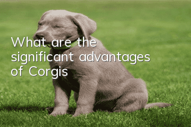 What are the significant advantages of Corgis?
