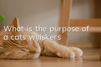 What is the purpose of a cat’s whiskers?