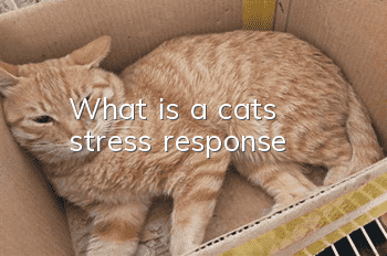 What is a cat’s stress response?