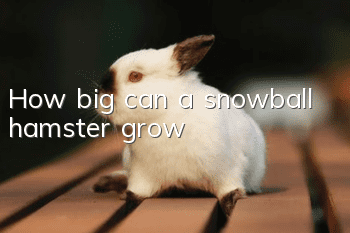 How big can a snowball hamster grow?