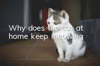 Why does the cat at home keep meowing?