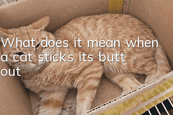 What does it mean when a cat sticks its butt out?