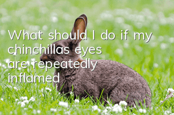 What should I do if my chinchilla’s eyes are repeatedly inflamed?
