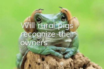 Will rural pigs recognize their owners?