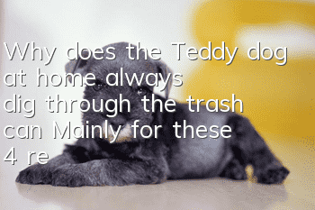 Why does the Teddy dog at home always dig through the trash can? Mainly for these 4 reasons!