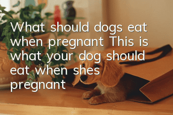 What should dogs eat when pregnant? This is what your dog should eat when she’s pregnant!
