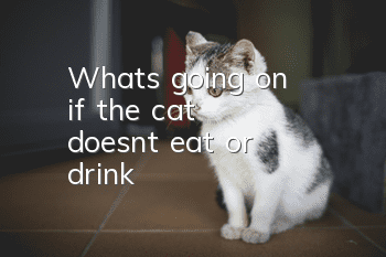 What's going on if the cat doesn't eat or drink?