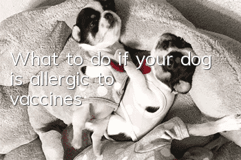 What to do if your dog is allergic to vaccines?