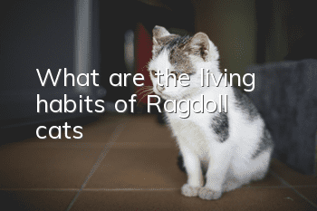 What are the living habits of Ragdoll cats?