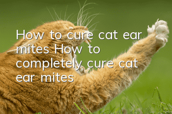 How to cure cat ear mites? How to completely cure cat ear mites!