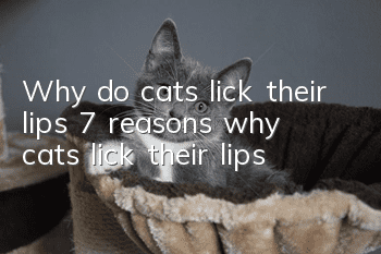 Why do cats lick their lips? 7 reasons why cats lick their lips