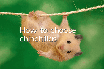 How to choose chinchillas