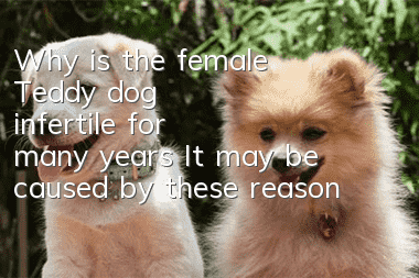 Why is the female Teddy dog infertile for many years? It may be caused by these reasons!