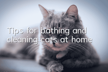 Tips for bathing and cleaning cats at home