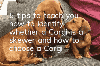 5 tips to teach you how to identify whether a Corgi is a skewer and how to choose a Corgi variety!