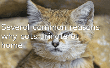 Several common reasons why cats urinate at home