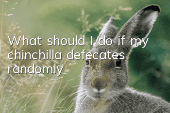 What should I do if my chinchilla defecates randomly?
