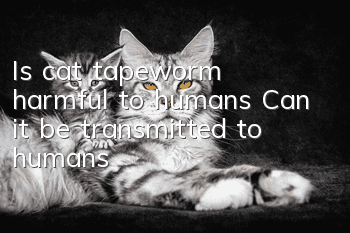 Is cat tapeworm harmful to humans? Can it be transmitted to humans?