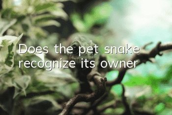 Does the pet snake recognize its owner?