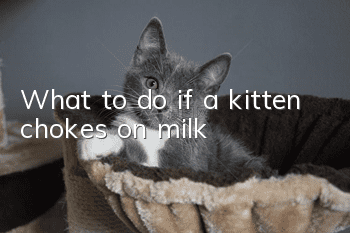 What to do if a kitten chokes on milk