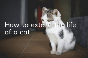 How to extend the life of a cat
