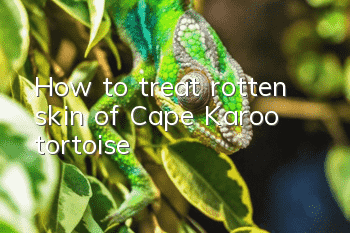 How to treat rotten skin of Cape Karoo tortoise