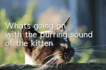 What's going on with the purring sound of the kitten?