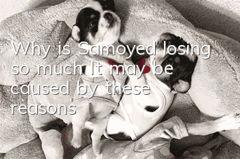 Why is Samoyed losing so much? It may be caused by these reasons!