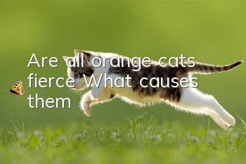Are all orange cats fierce? What causes them?