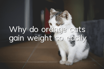 Why do orange cats gain weight so easily?