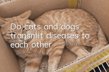 Do cats and dogs transmit diseases to each other?