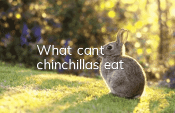 What can’t chinchillas eat?