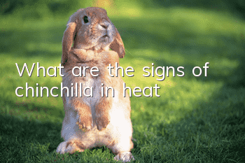 What are the signs of chinchilla in heat?