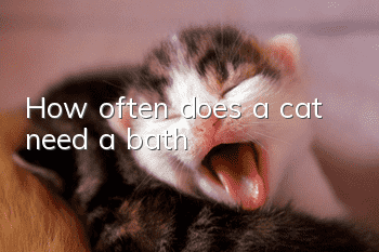 How often does a cat need a bath?