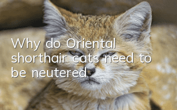Why do Oriental shorthair cats need to be neutered?