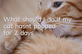 What should I do if my cat hasn’t pooped for 2 days?