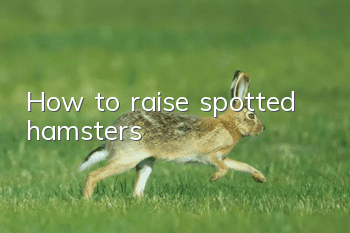How to raise spotted hamsters